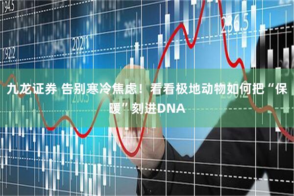 九龙证券 告别寒冷焦虑！看看极地动物如何把“保暖”刻进DNA